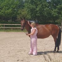 paarden535