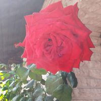helwa_12