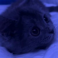 songflix_