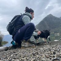il_chihuahua_che_cammina