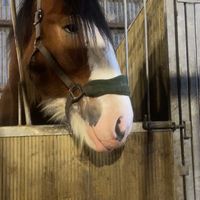 katie.hopper_attheshed