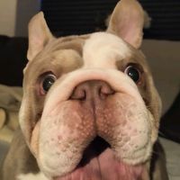 rolodabulldog
