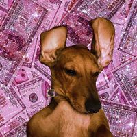 canela_salchichaa