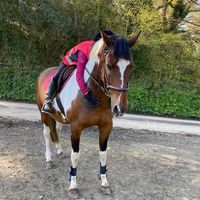x.megan.equi.x