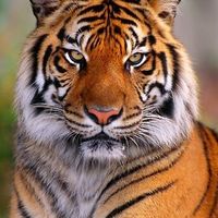 TikTok Account - https://p16-pu-ie.tiktokcdn-eu.com/tos-useast2a-avt-0068-euttp/99198d25a4e470b9c73b48b8201c23dd~tplv-tiktokx-cropcenter:200:200.jpeg