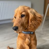 benny_the_rescue_cocker
