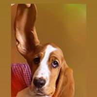 rosie_thebasset