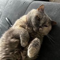 cat.codm2