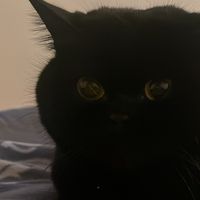fatdollymolly