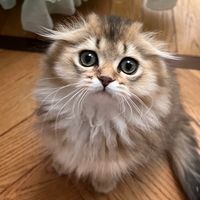 coco.thefold