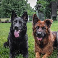 working.gsd.duo