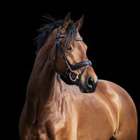 marloudhorses