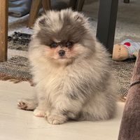 frankthelondonpom