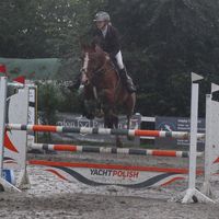 holsteinerpferde