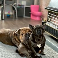 bulldogluci_frenchiesky