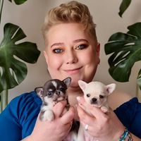 hodowlachihuahua_kadachi