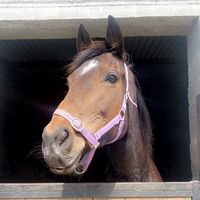 jessie_horseacc