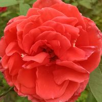 flowers.flowerscolors