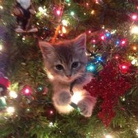 .jinglebellsx