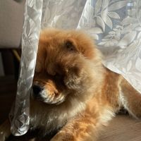 io.sono.leo4