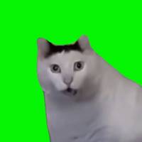 TikTok Account - kutikuti77