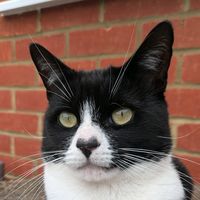 beartheblackandwhitecat