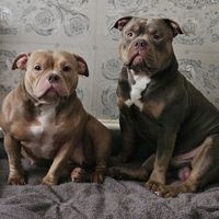 skye.venom.bullys