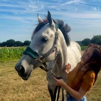 myexracehorse