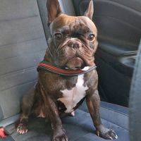 luna.bulldogfrancese