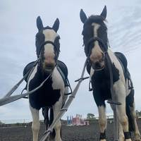 the.two.piebalds