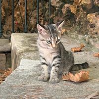 stellacatmallorca