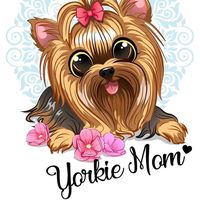 rainbow..yorkies