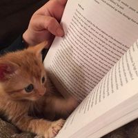 books_vltn