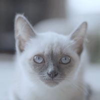 taembooncat