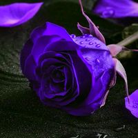 cristina_adriana7