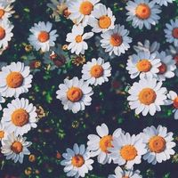 melisa._5816