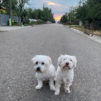tottygoofytiti_2021.2019