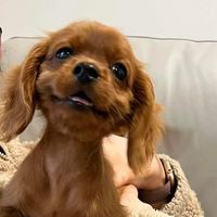 TikTok Account Photo
