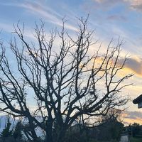 pensieri_intrusivi1979