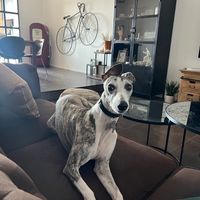 porridgethewhippet