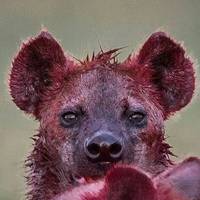 hyenaspots