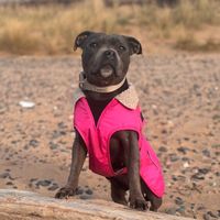 m1ley_staffy