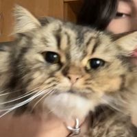 mango.thecat1