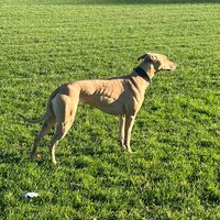 bullgrayallday