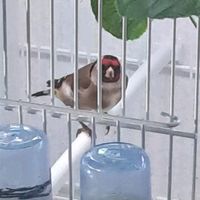 aviario___javier_criador