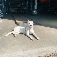 dogotitan