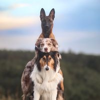 colliechaos