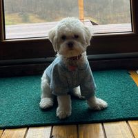 luna.maltezulnazdravan