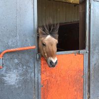 manege_de_boschho