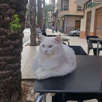 yasser_buchido
